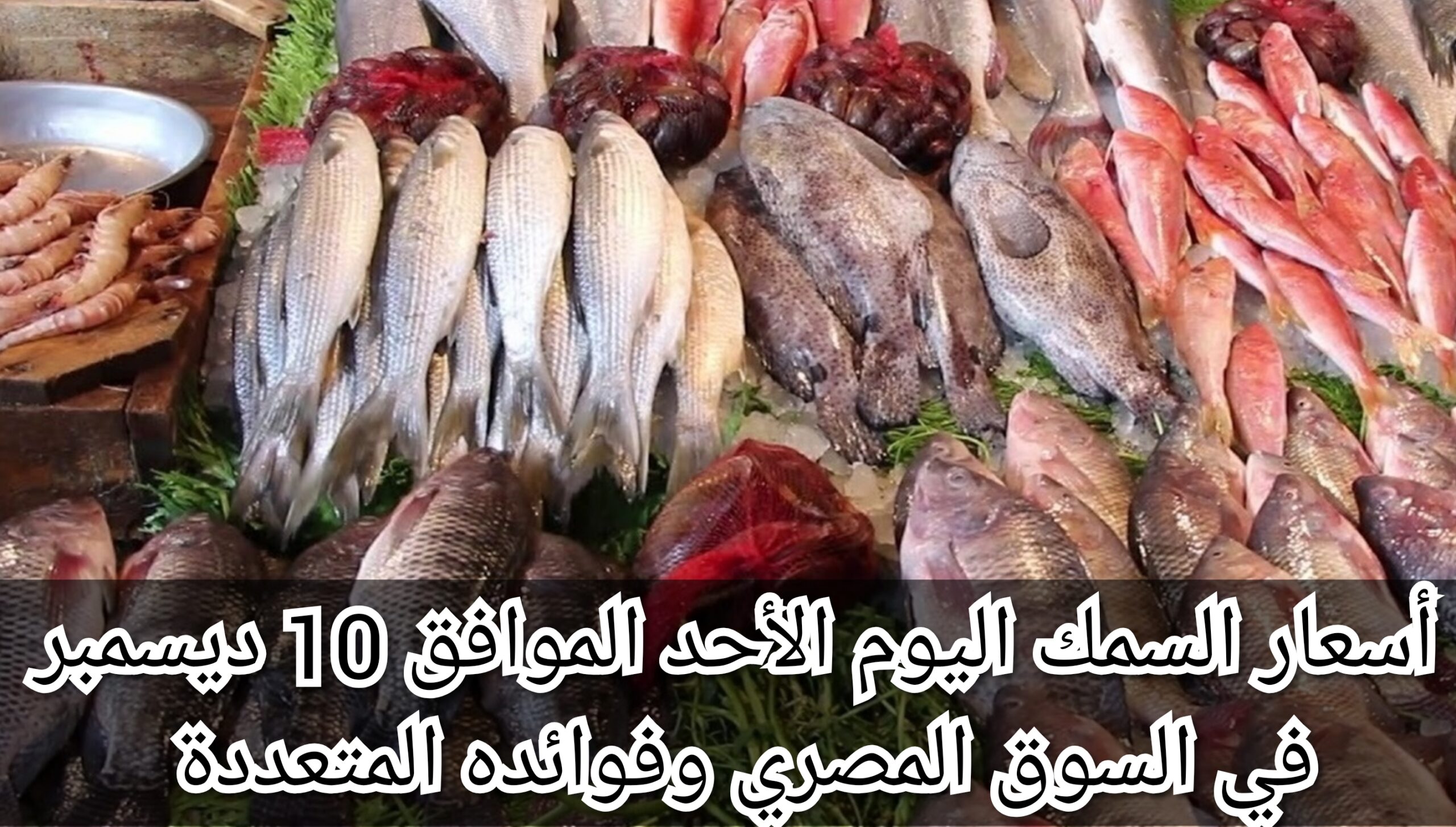 أسعار السمك اليوم الأحد الموافق 10 ديسمبر في السوق المصري وفوائده المتعددة