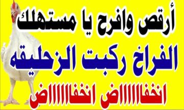 الفراخ هترجع زي زمان .. انخفاض سعر الدواجن في مصر اليوم الجمعة 8/12/2023 وتغيرات لأسعار الكتاكيت