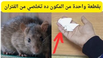 الحل السحري لطرد الفئران والقوارض من منزلك بسهولة بدون أستخدام اى سموم هيهربوا بدون عودة