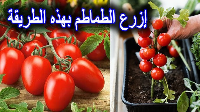مش هتشتريها تاني.. فكرة عبقرية لزراعة الطماطم في البيت من ثمرة طماطم في الثلاجة بكل احترافية ووداعا لغلاء الاسعار 5 مش هتشتريها تاني.. فكرة عبقرية لزراعة الطماطم في البيت من ثمرة طماطم في الثلاجة بكل احترافية ووداعا لغلاء الاسعار