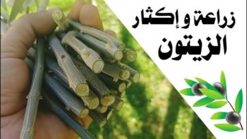 مش هتشتري الزيتون تاني.. تعرف علي طريقة زراعة الزيتون في البيت من البذور بأقل تكلفة