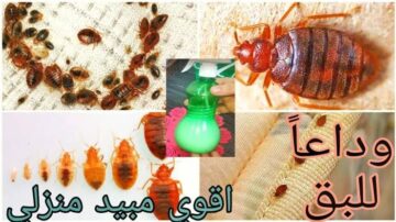 هتهرب من بيتك فورا.. أسرع خلطة لطرد حشرة بق الفراش والصراصير من المنزل بدون رجوع