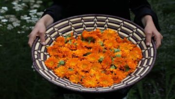 كنز طبيعي.. عشبة مهمة هتخلي بشرتك صافية زي الحليب