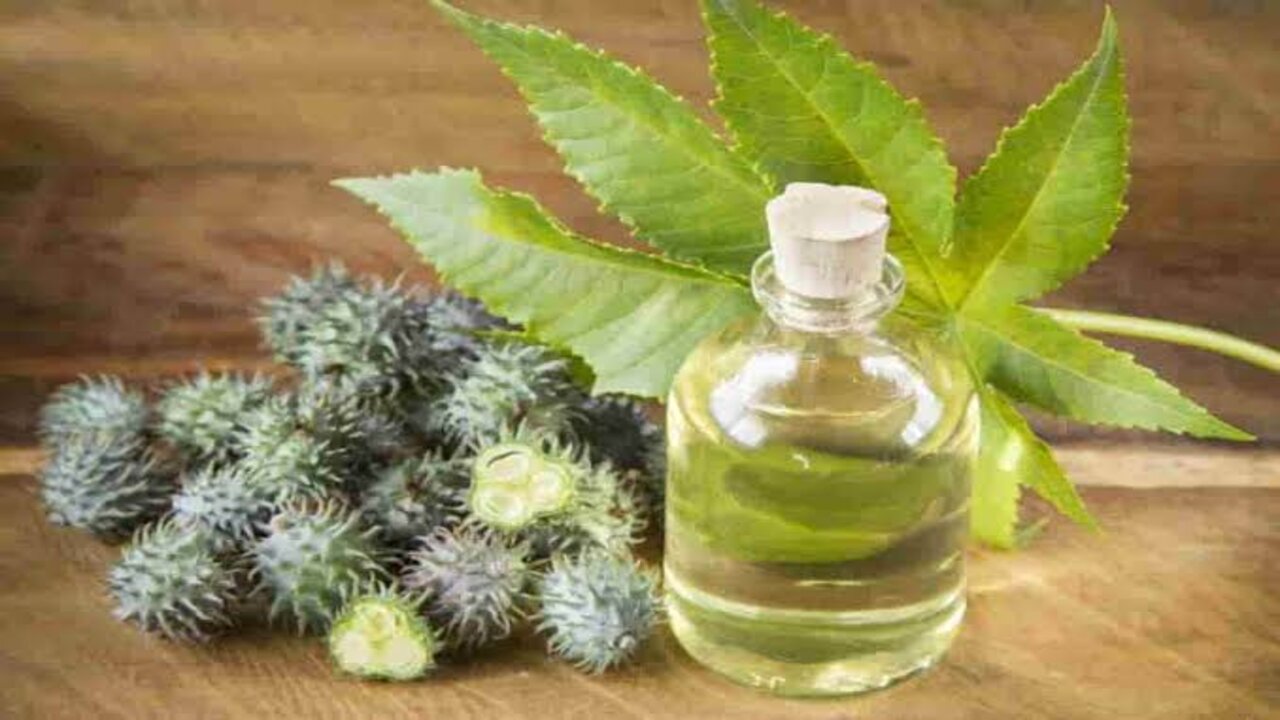 لو عايزة شعرك يبقى طولك.. عشبة الأرقطيون لتطويل وتكثيف الشعر في اسرع وقت