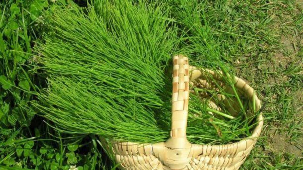 كانت تايهة عننا فين من زمان.. عشبة طبيعية هتخلي شعرك أفضل بمراحل 5 كانت تايهة عننا فين من زمان.. عشبة طبيعية هتخلي شعرك أفضل بمراحل