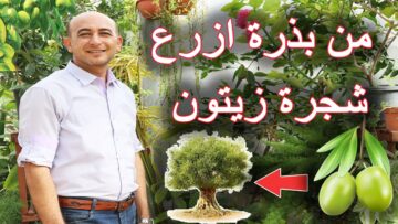 بأقل التكاليف.. طريقة زراعة الزيتون في البيت من البذور  مش هتشتري الزيتون تاني بعد اليوم