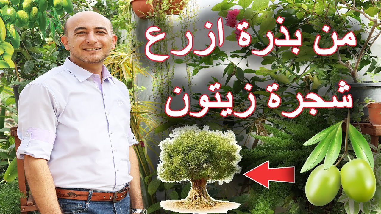 بأقل التكاليف.. طريقة زراعة الزيتون في البيت من البذور  مش هتشتري الزيتون تاني بعد اليوم