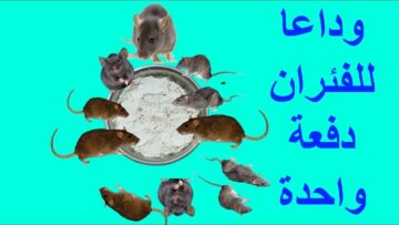 طريقة القضاء على الفئران نهائيا بمكونات موجودة في مطبخك هيختفوا تماماً