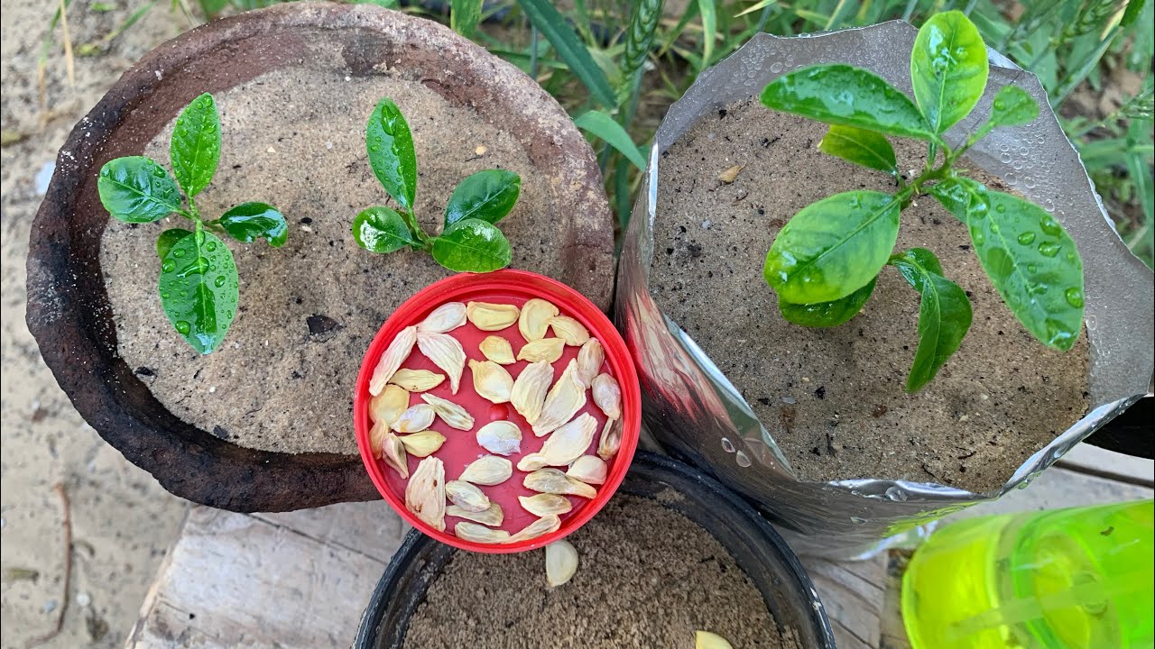 بأقل التكاليف.. طريقة عمل زراعة اليوسفي في أصيص بالبيت بخطوات بسيطة ولا داعي لشرائه بعد اليوم