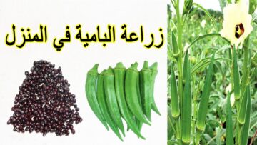 وداعاً لغلاء الأسعار.. طريقة زراعة البامية الخضراء في البيت بخطوات بسيطة وسهلة وبكل احترافية