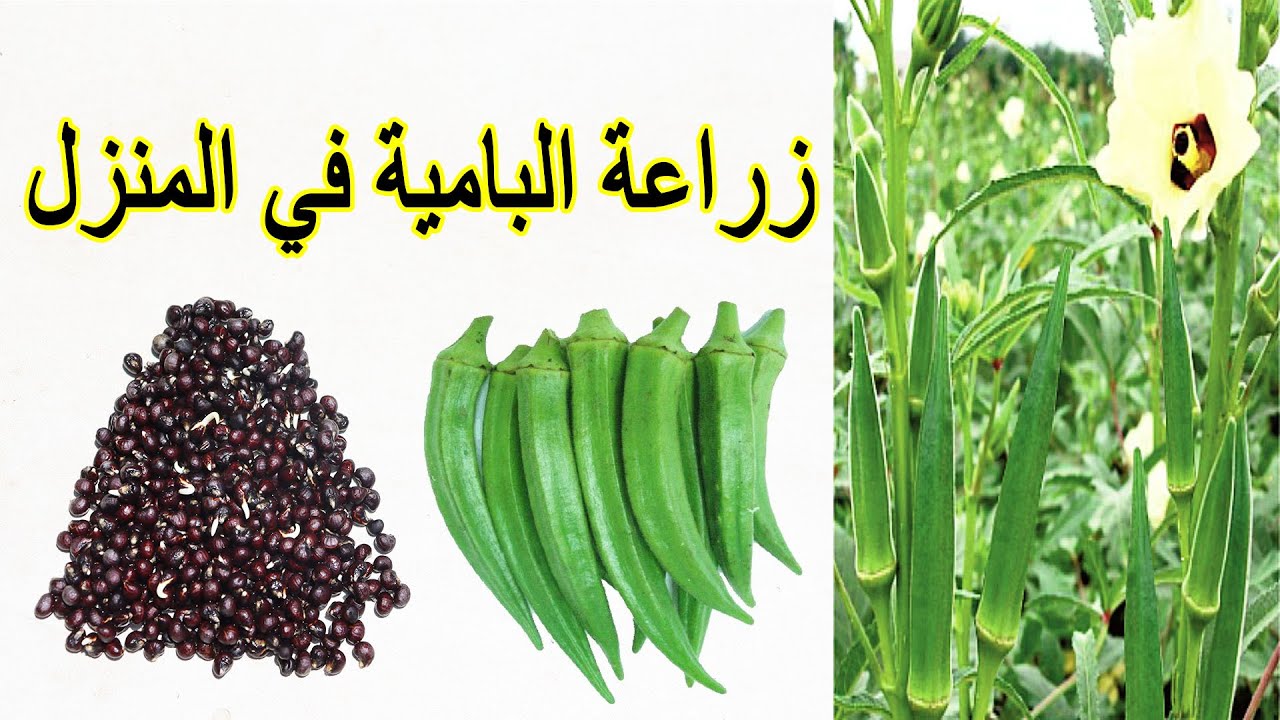 وداعاً لغلاء الأسعار.. طريقة زراعة البامية الخضراء في البيت بخطوات بسيطة وسهلة وبكل احترافية 5 وداعاً لغلاء الأسعار.. طريقة زراعة البامية الخضراء في البيت بخطوات بسيطة وسهلة وبكل احترافية