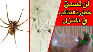 بدون مبيدات.. طريقة القضاء على العناكب الموجودة في المنزل نهائيا بدون رجوعها مرة أخرى