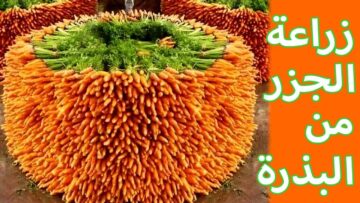 بأقل التكاليف.. طريقة زراعة الجزر في البيت بثمرة جزر بخطوات بسيطة وسهلة مش هتشتري من برة تاني