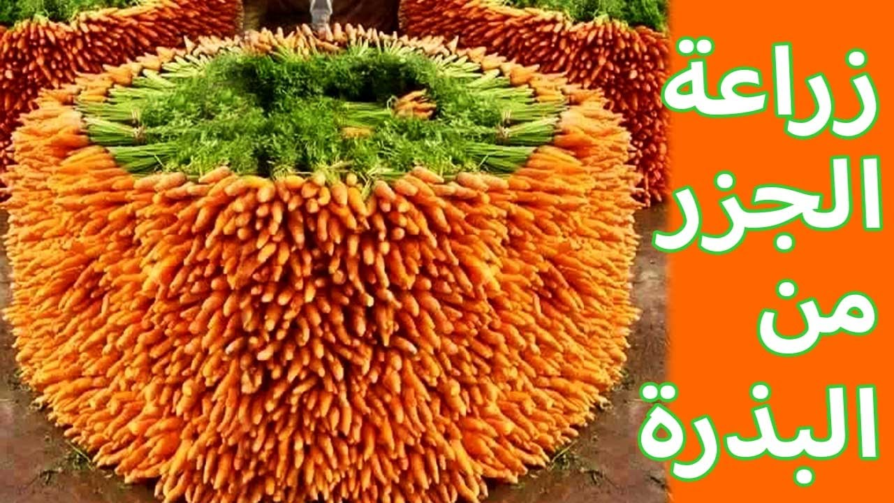بأقل التكاليف.. طريقة زراعة الجزر في البيت بثمرة جزر بخطوات بسيطة وسهلة مش هتشتري من برة تاني