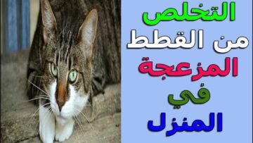 طرق طبيعية وأمنة للتخلص من القطط الضالة المزعجة ومخلفاتها بالقرب من المنازل