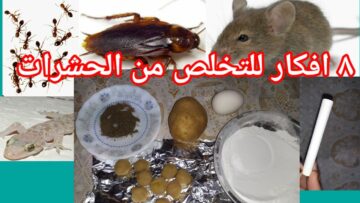 مكون سحري لطرد الابراص والصراصير من المنزل نهائيا بدون مواد كيميائية