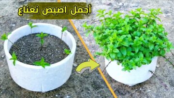 مش هتشترية تاني.. طريقة زراعة النعناع في المنزل من حزمة نعناع في الثلاجة في 5 دقائق