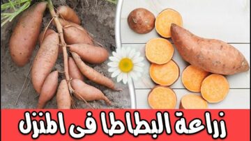 مش هتشتريها تاني .. طريقة عبقرية لزراعة البطاطا في المنزل من ثمرة بطاطا في الثلاجة في 3 دقائق فقط