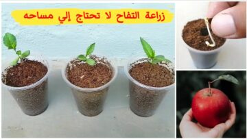 وداعا لغلاء الاسعار.. طريقة عبقرية لزراعة التفاح من البذور في المنزل في 3 دقائق باحترافية