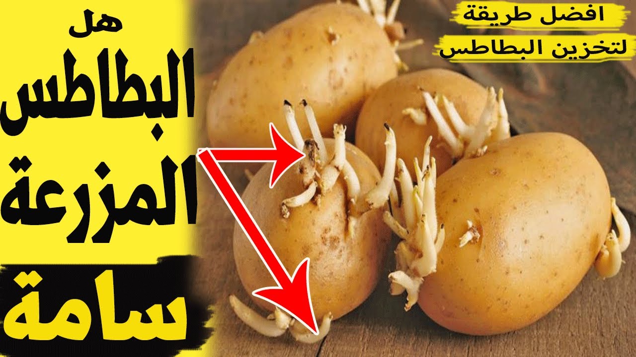 علامات خطيرة إذا ظهرت على البطاطس تخلص منها فورا 5 علامات خطيرة إذا ظهرت على البطاطس تخلص منها فورا