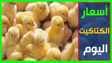 الكتكوت بقى ع أد الأيد ربي براحتك .. أسعار الكتاكيت اليوم الأربعاء 13/12/2023 وسعر الدواجن في مصر