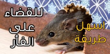 وداعاً للفئران من بيتك.. 5 طرق سهلة وفعالة تخلصك منهم نهائياً
