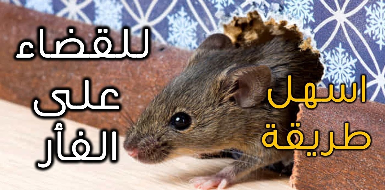 وداعاً للفئران من بيتك.. 5 طرق سهلة وفعالة تخلصك منهم نهائياً