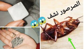 التخلص من البق والصراصير بسهولة بدون أي مواد كيماوية