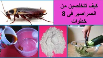 التخلص من البق والحشرات الزاحفة بدون مبيدات ولا كيماويات ولا تكاليف فى دقيقتين جربيها وهتنبهرى