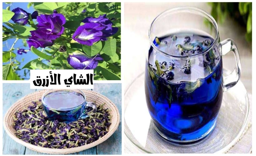 99% من الناس يجهلونه.. فوائد الشاي الأزرق ستقلب حياتك 360 درجة.. شاهد ماذا يحدث عند تناوله؟! 5 99% من الناس يجهلونه.. فوائد الشاي الأزرق ستقلب حياتك 360 درجة.. شاهد ماذا يحدث عند تناوله؟!