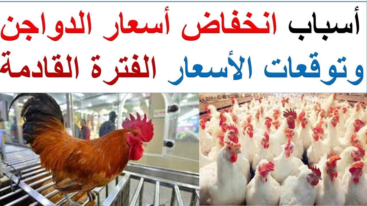 الفراخ بتعمل المستحيل لسعادتنا .. انخفاض أسعار الدواجن اليوم السبت 16/12/2023 وتوقعات بمزيد من الهبوط 5 الفراخ بتعمل المستحيل لسعادتنا .. انخفاض أسعار الدواجن اليوم السبت 16/12/2023 وتوقعات بمزيد من الهبوط