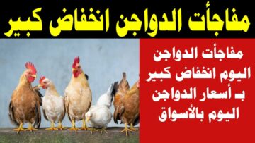 الفراخ رخصت وبتفرحنا تاني .. انخفاض أسعار الدواجن اليوم السبت 2/12/2023 وأسعار البيض والكتاكيت الحقوا خزنوا