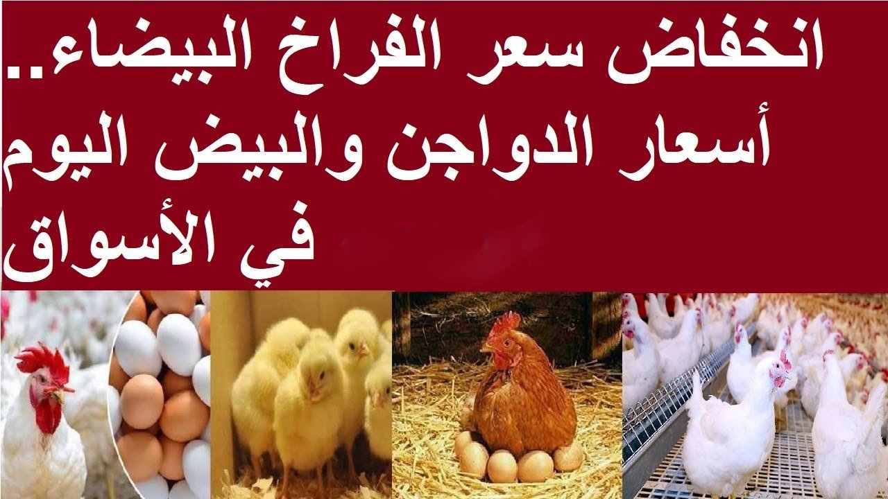 الفراخ مدلعاكم ع الآخر وبتنزل عشانكم .. انخفاض سعر الدواجن في مصر اليوم الأربعاء 20/12/2023 في الأسواق 5 الفراخ مدلعاكم ع الآخر وبتنزل عشانكم .. انخفاض سعر الدواجن في مصر اليوم الأربعاء 20/12/2023 في الأسواق