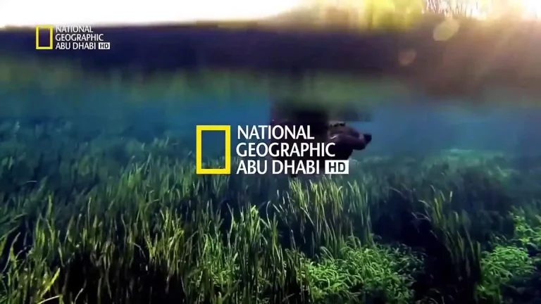 اضبط الآن…تردد قناة ناشيونال جيوغرافيك National Geographic على النايل سات والعرب سات