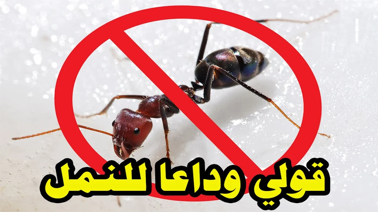 خلطة سحرية هتخلصك من الصراصير والنمل من المنزل نهائي