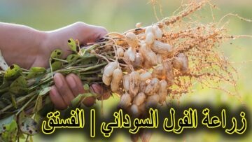 مش هتشتريه من بره تاني.. طريقة زراعة الفول السوداني في المنزل بطريقة بسيطة وسهلة.. مستني ايه قوم ازرعه يلا