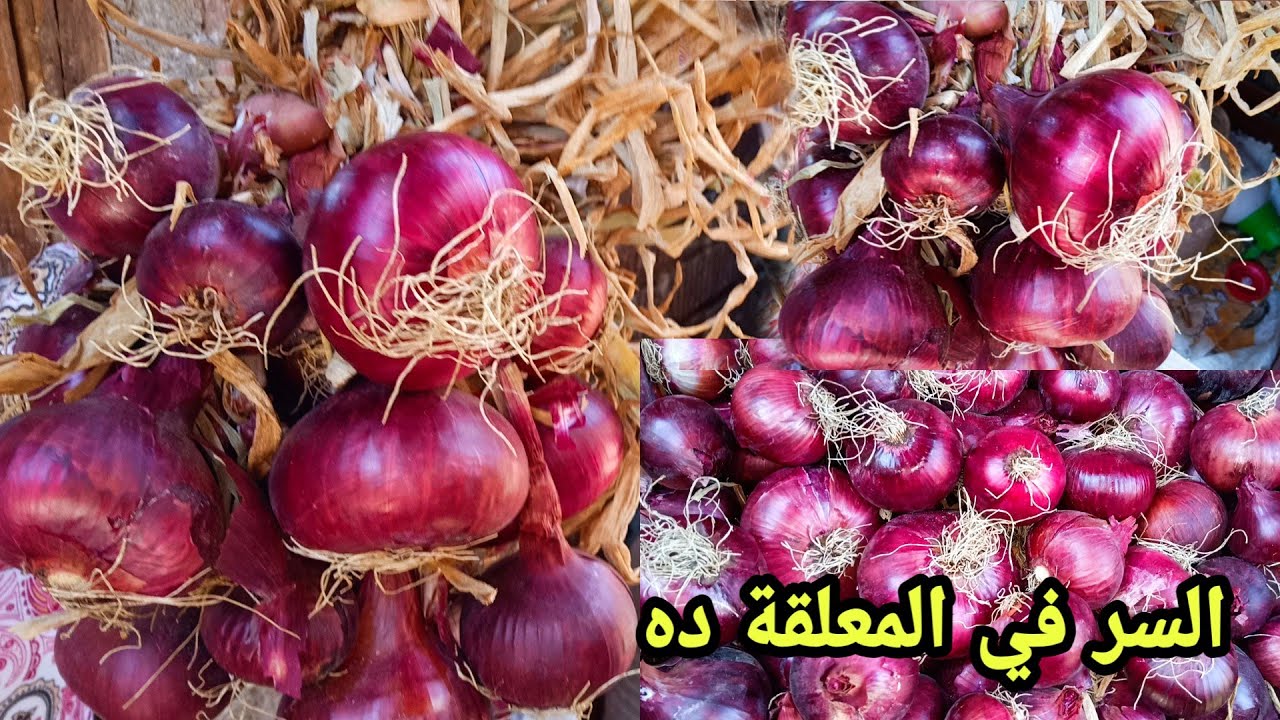 سر تخزين البصل بسهولة لفترة طويلة.. طرق فعالة للحفاظ على البصل من السنة للسنة