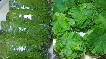 طريقة تخزين ورق العنب بدون سلق.. وسر الحفاظ على لونه الأخضر بخطوات سهلة وبسيطة