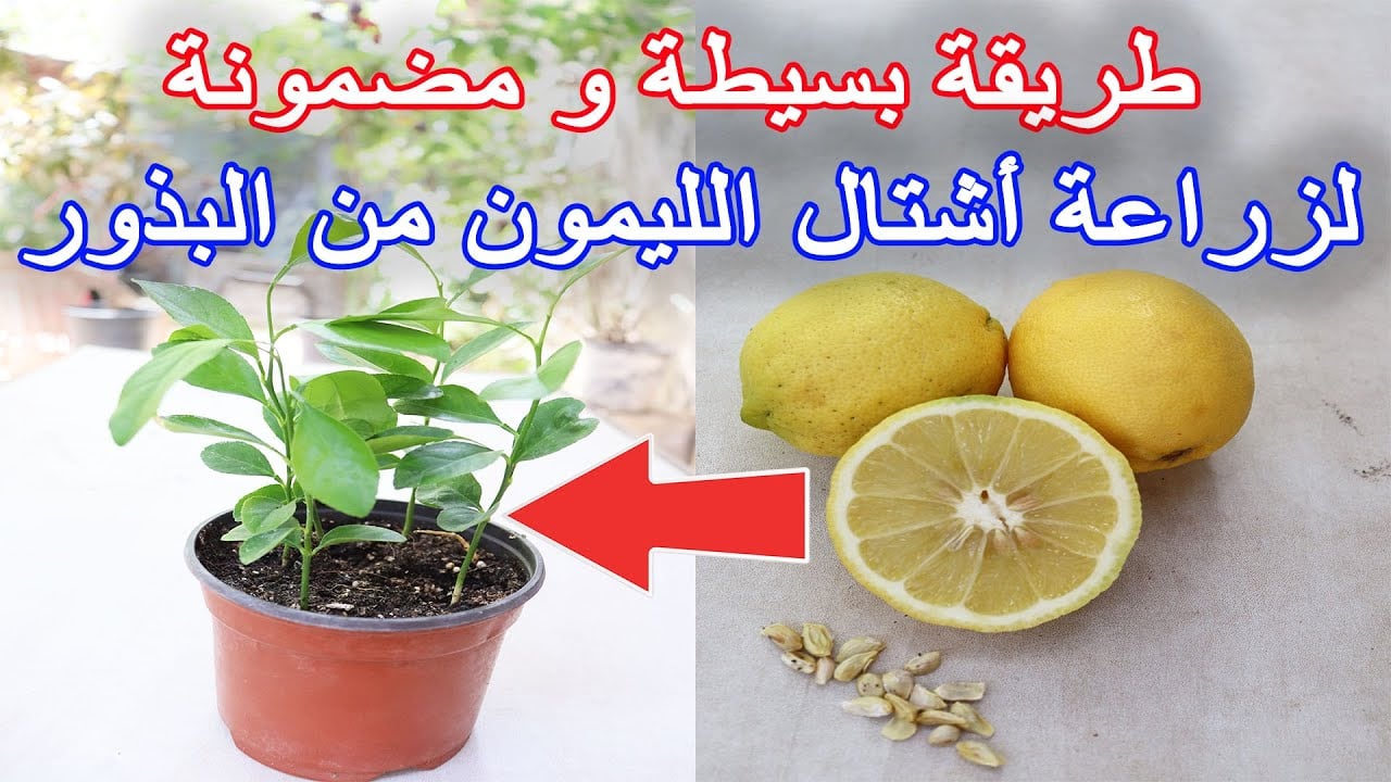 ده وقته.. وفري فلوس مع طريقة زرع الليمون في المنزل بأقل مجهود هتحصل على كمية ثمار كبيرة 5 ده وقته.. وفري فلوس مع طريقة زرع الليمون في المنزل بأقل مجهود هتحصل على كمية ثمار كبيرة