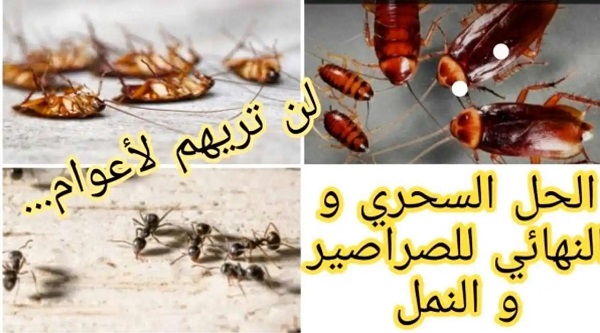 جربتي كل شيء ولم تسطيعي التخلص على النمل إليك الحل النهائي للتخلص من النمل لأعوام 5 جربتي كل شيء ولم تسطيعي التخلص على النمل إليك الحل النهائي للتخلص من النمل لأعوام