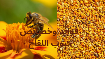 حبوب لقاح النحل معجزة ربانيه مش هتتخيل حبوب الطاقة والحيوية والشباب