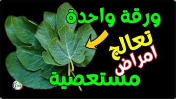 فوائد حرق ورق التين الأخضر في المنزل وصفة جبارة جربيها اعرفي النتيجة بنفسك