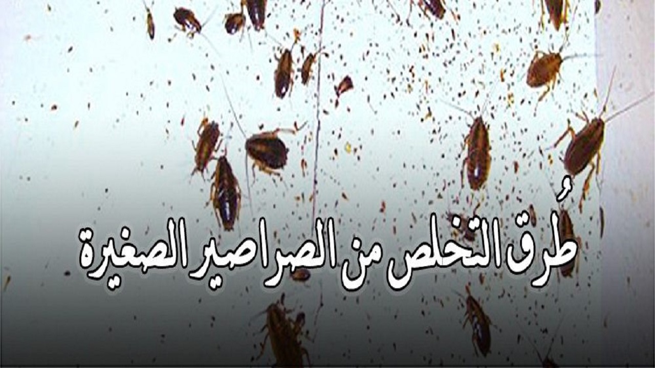 مش هتظهر تاني.. طريقة القضاء على الصراصير الصغيرة في المطبخ المزعجة