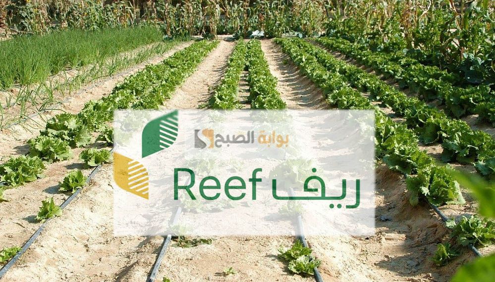 من يستحق دعم ريف وكيفية الاستعلام عن الأهلية 1445 5 من يستحق دعم ريف وكيفية الاستعلام عن الأهلية 1445