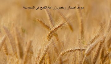 متى هو موعد إصدار رخص زراعة القمح في السعودية 1445؟  استراتيجية جديدة لتحقيق الاكتفاء الذاتي!