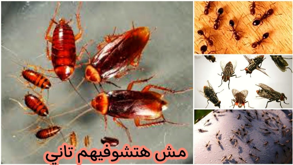 هتختفي فوراً.. عجينة منزلية سحرية للقضاء على الصراصير والنمل والحشرات في ثواني بدون مبيدات 5 هتختفي فوراً.. عجينة منزلية سحرية للقضاء على الصراصير والنمل والحشرات في ثواني بدون مبيدات