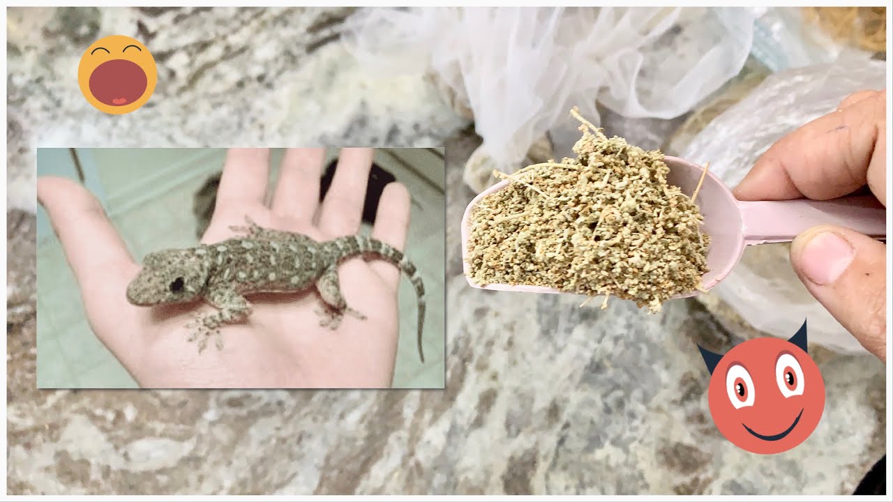 من غير أي مبيد حشري.. وصفة التخلي من البرص نهائياً ومش هيجي البيت تاني بعد الوصفة دي 5 من غير أي مبيد حشري.. وصفة التخلي من البرص نهائياً ومش هيجي البيت تاني بعد الوصفة دي