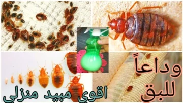 هيختفوا فوراً.. أقوي خلطة لطرد حشرة بق الفراش والصراصير من المنزل في ثواني هتهرب بكون رجوع