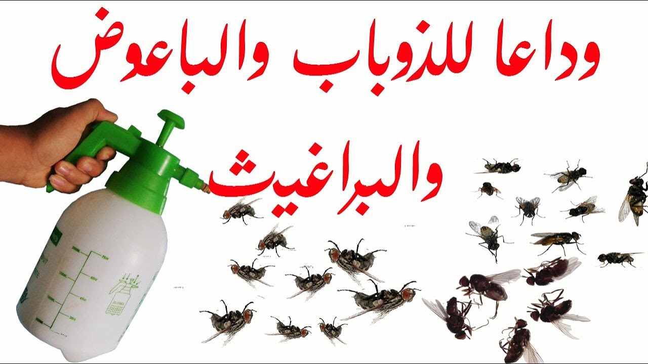 بدون مبيدات كيميائية.. خلطة فتاكة للتخلص من الذباب والناموس والهاموش في ثواني هتختفي فورا 5 بدون مبيدات كيميائية.. خلطة فتاكة للتخلص من الذباب والناموس والهاموش في ثواني هتختفي فورا