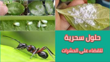 بدون مبيد .. وصفة سحرية للقضاء على جميع الحشرات تماماً ومش هتشوفي حتى نملة في البيت